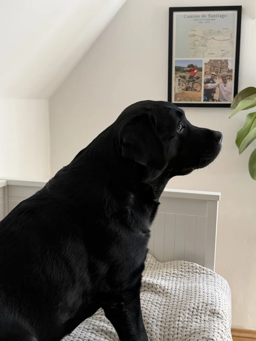 Gerahmtes Camino-de-Santiago-Poster an einer weißen Wand unter einer Dachschräge, davor sitzt ein schwarzer Labrador auf einer Decke und schaut zum Poster hinauf, rechts die Blätter einer Zimmerpflanze